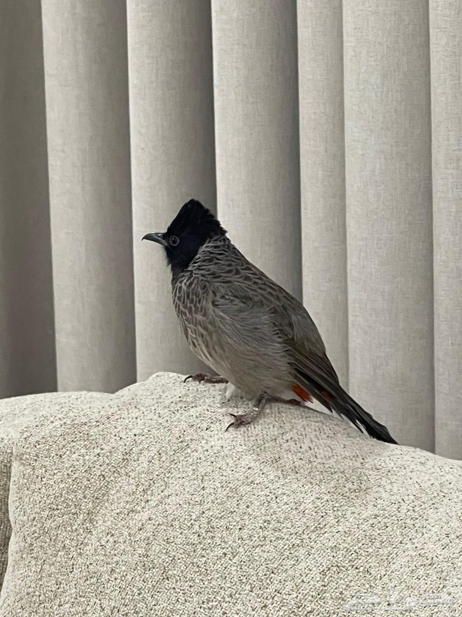 بلبول كشميري64223332668417111