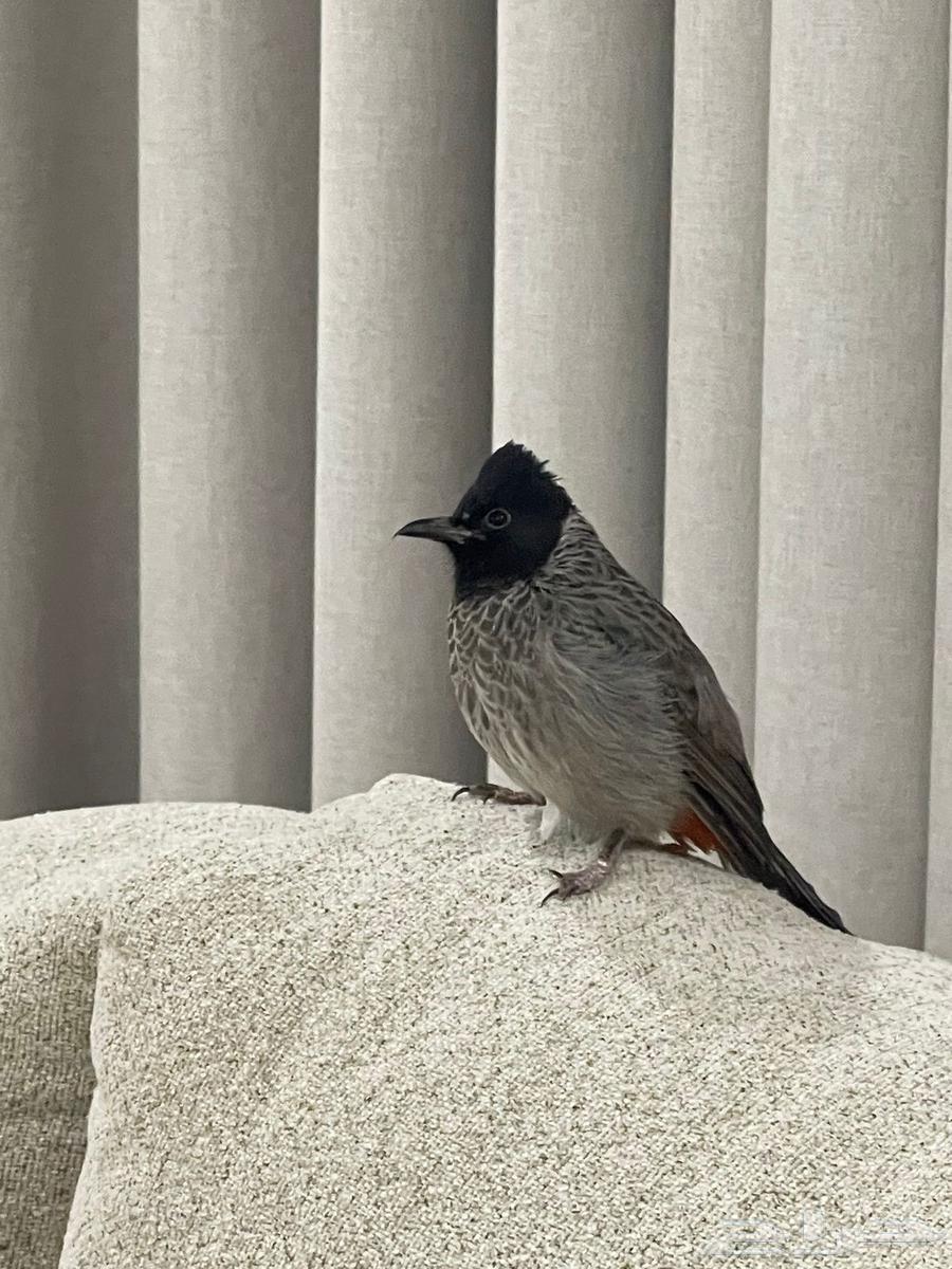 بلبول كشميري64223332668417110