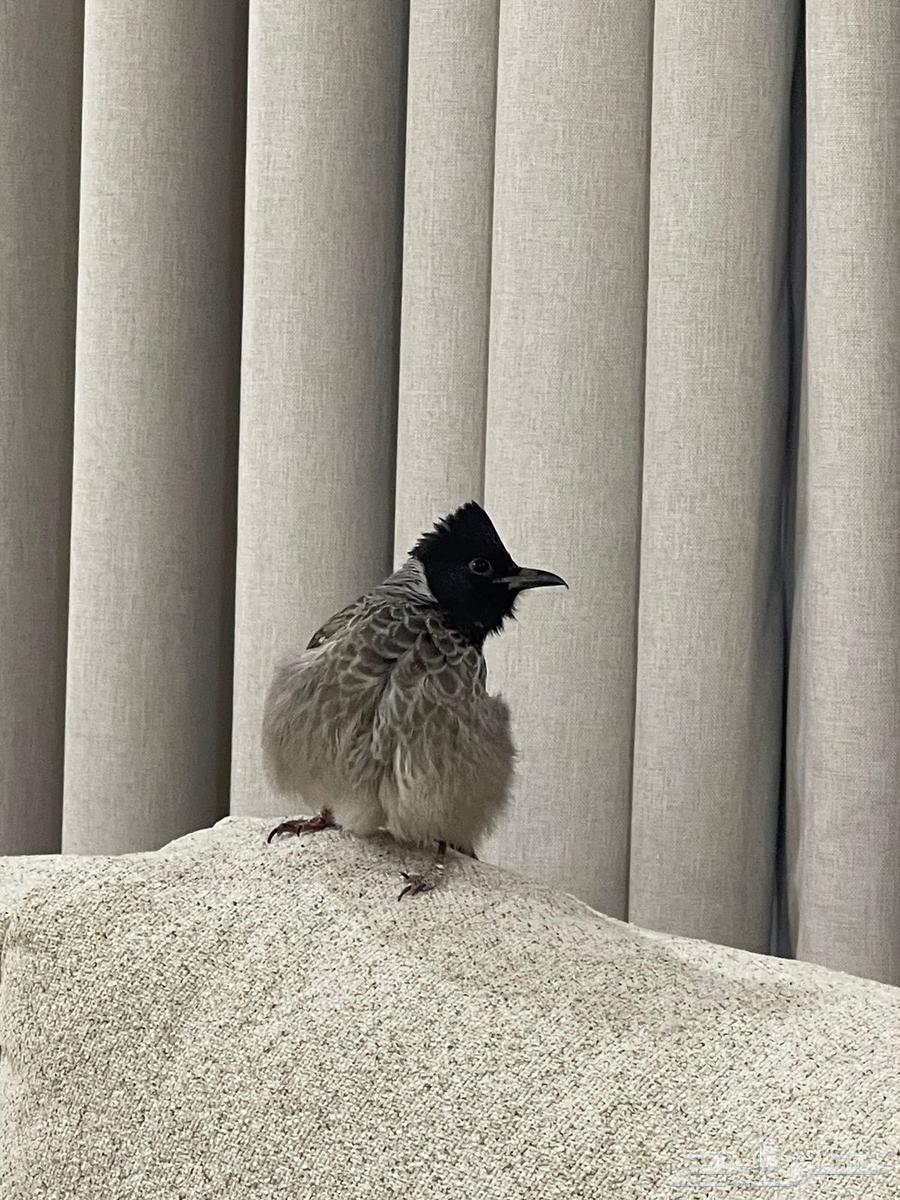 بلبول كشميري64223332668417113