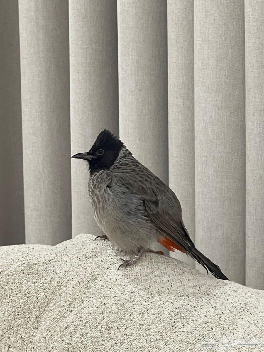 بلبول كشميري64223332668417112