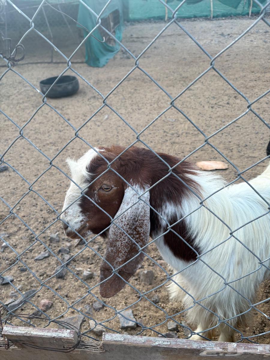 تيس فحل مشروط64223483641347114