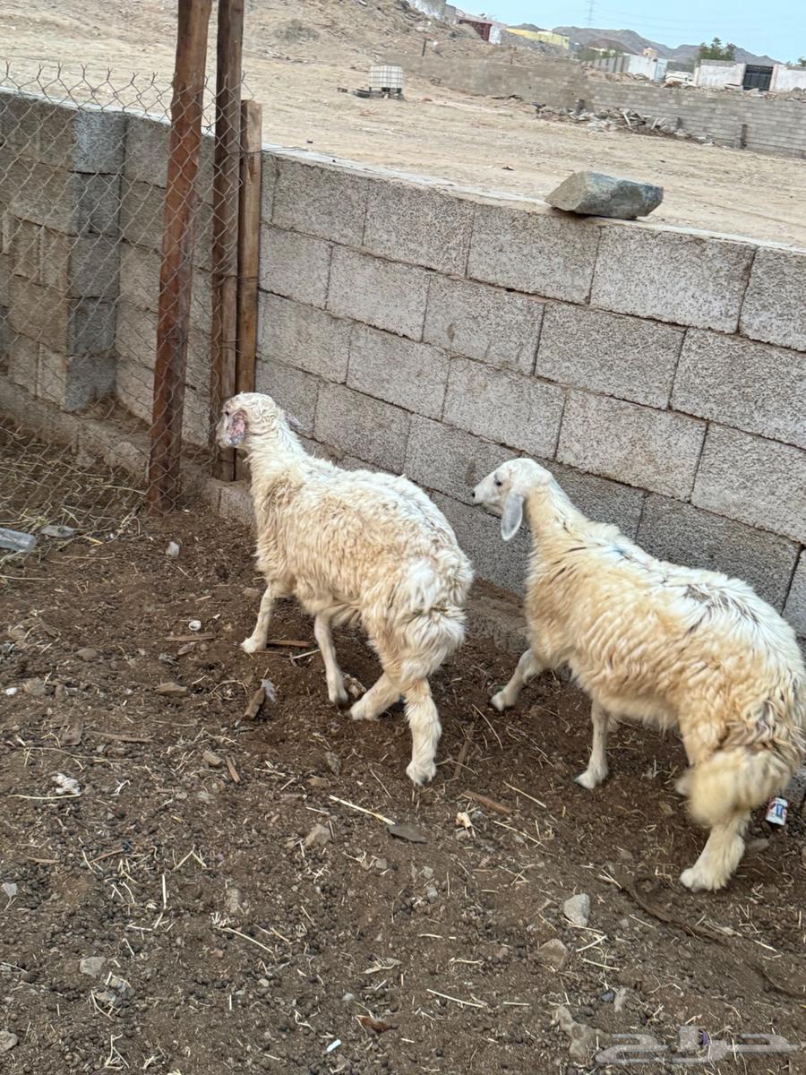 رخال بلدي64223805806723112