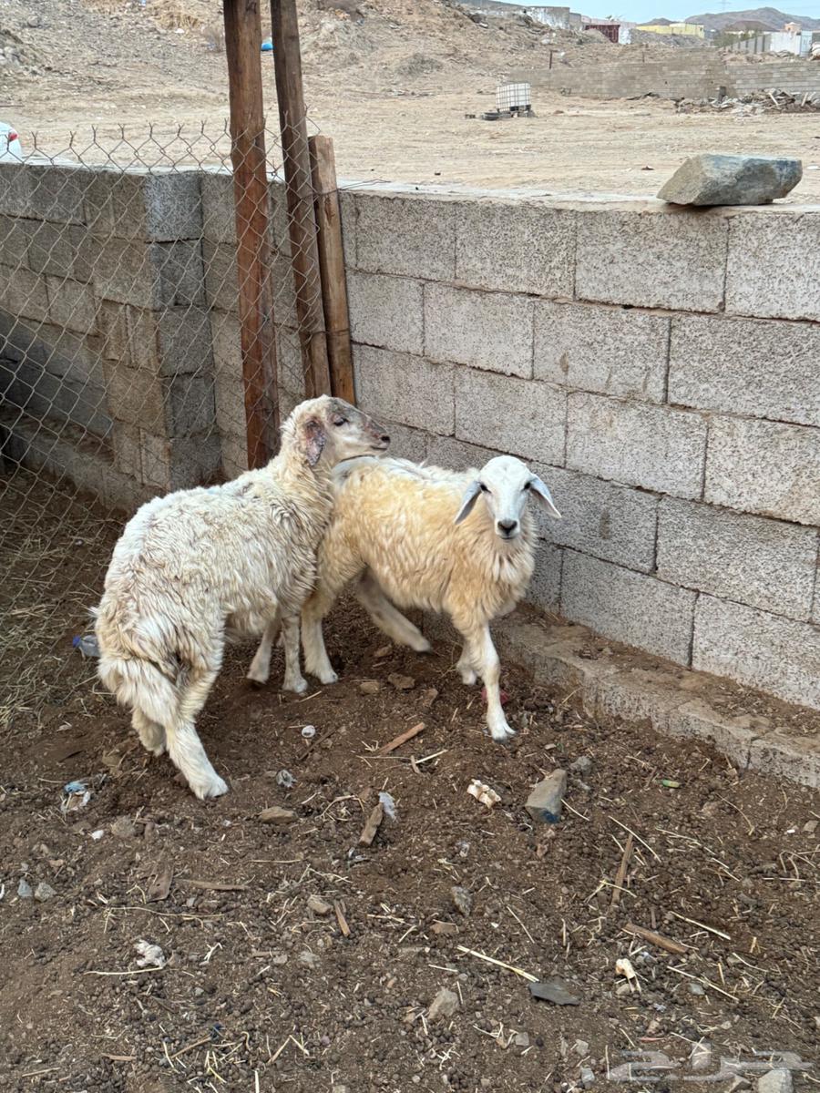 رخال بلدي64223805806723110