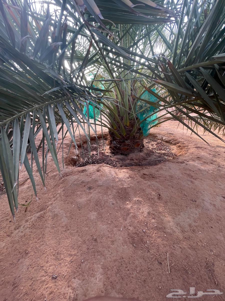 Large Sukkari dates, high-quality product from Al-Mazahimiyah64226186615811113