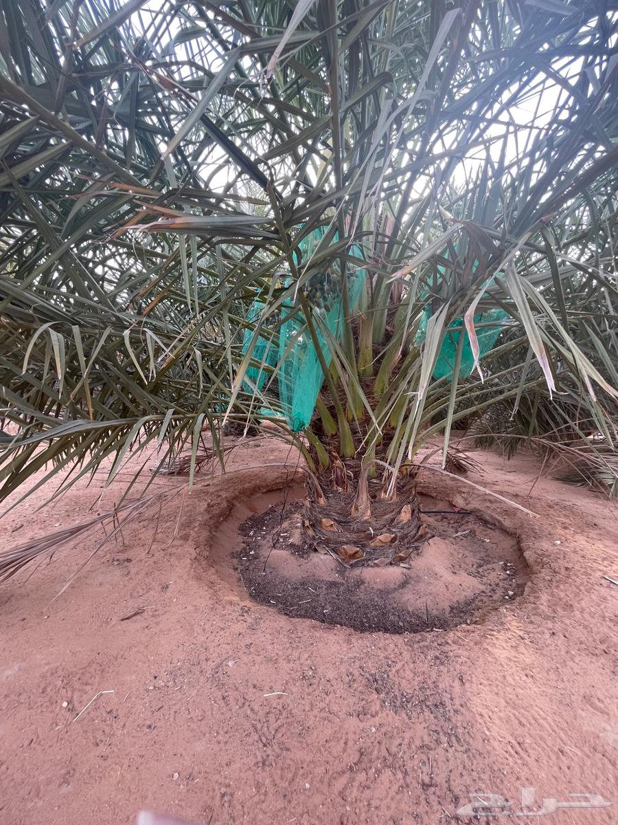 Large Sukkari dates, high-quality product from Al-Mazahimiyah64226186615811111