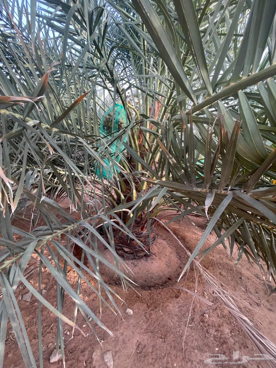 Large Sukkari dates, high-quality product from Al-Mazahimiyah64226186615811112