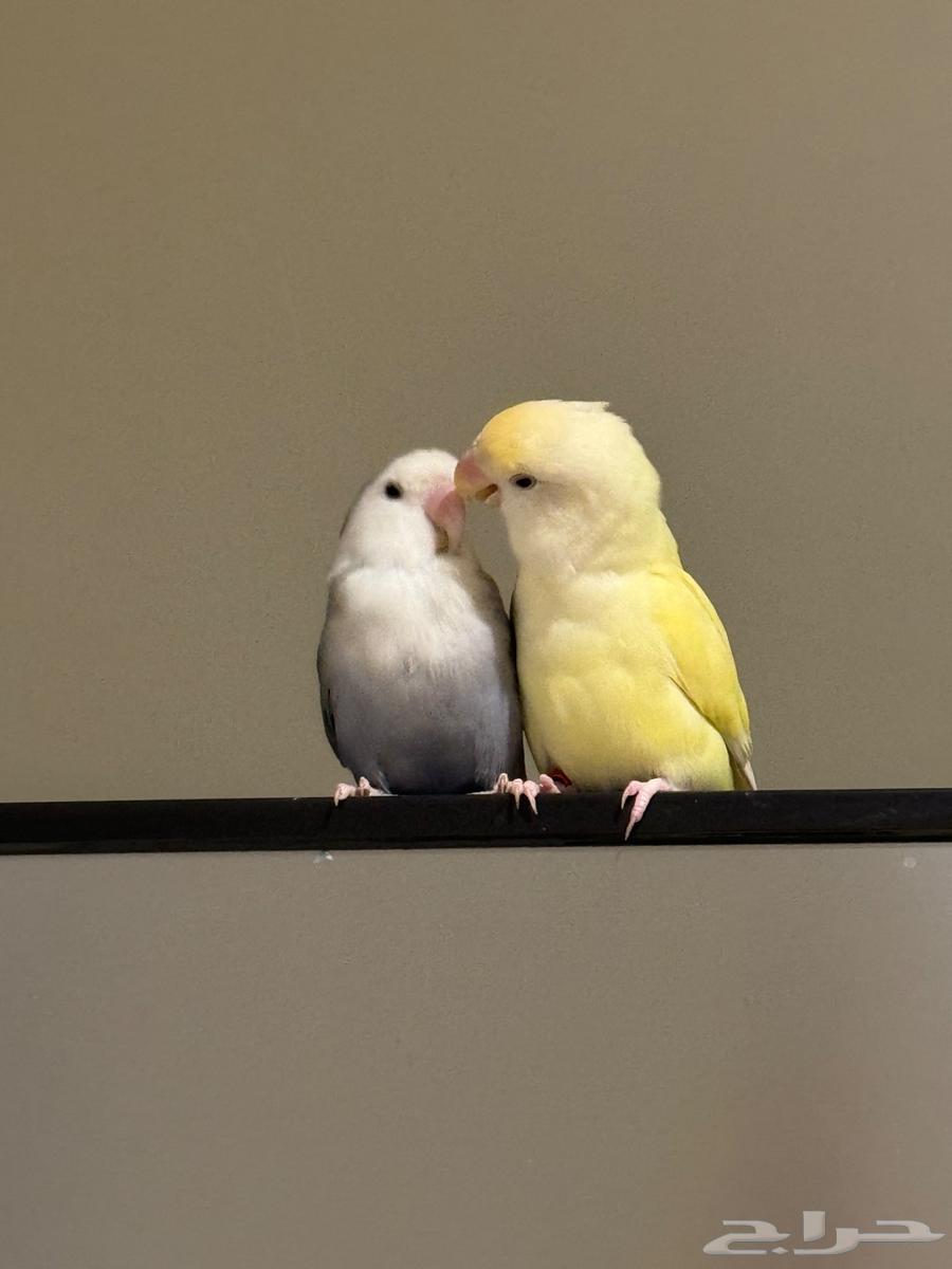 بيع جوز طيور ( روز ) انتاج64229640266114110