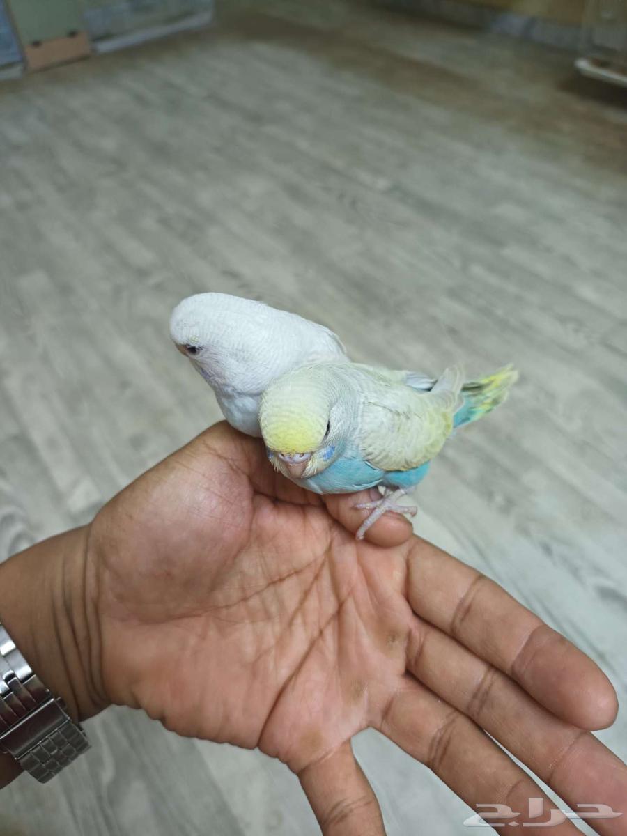 بادجي64229935435906114