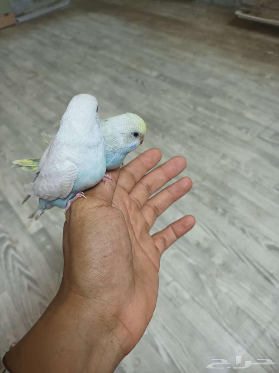 بادجي64229935435906110