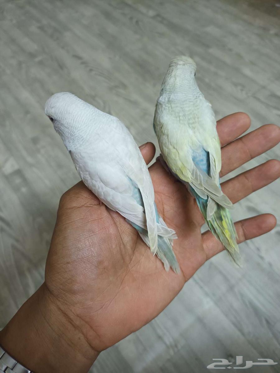 بادجي64229935435906113