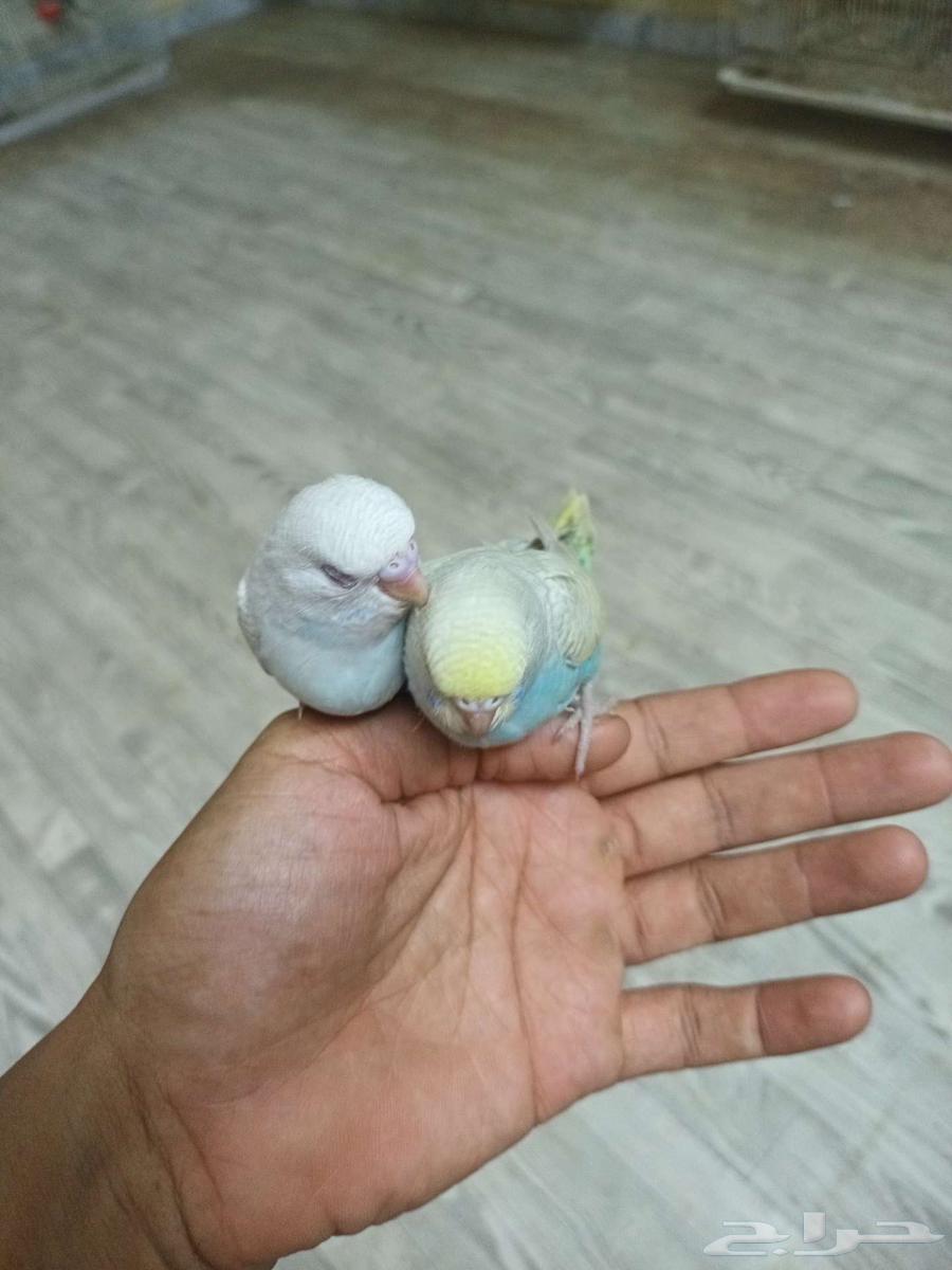 بادجي64229935435906112