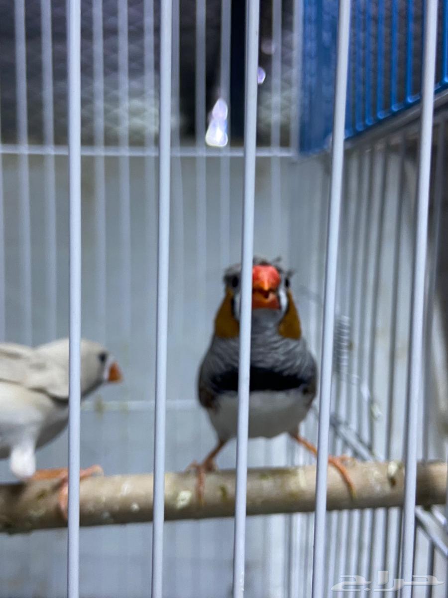 Zebra Finch Crest Pair64231182135298110