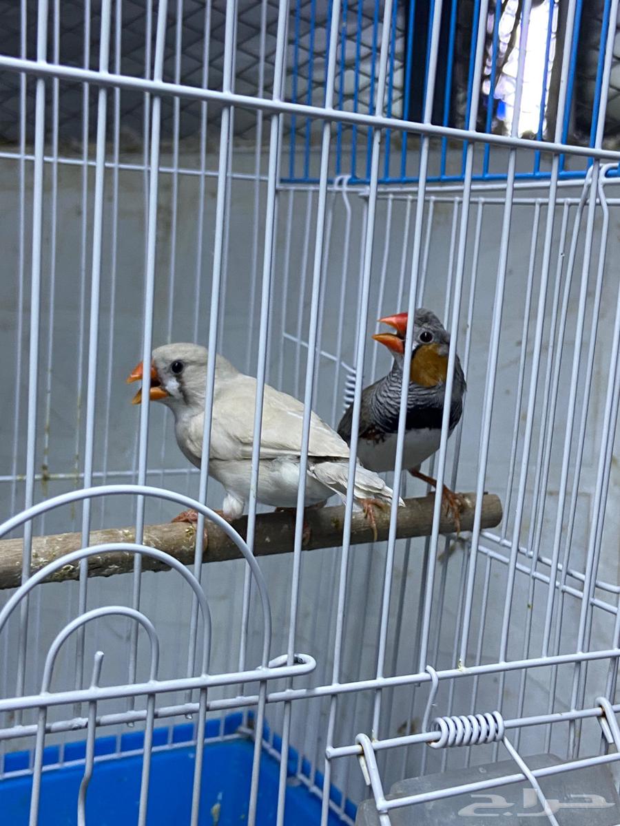 Zebra Finch Crest Pair64231182135298114