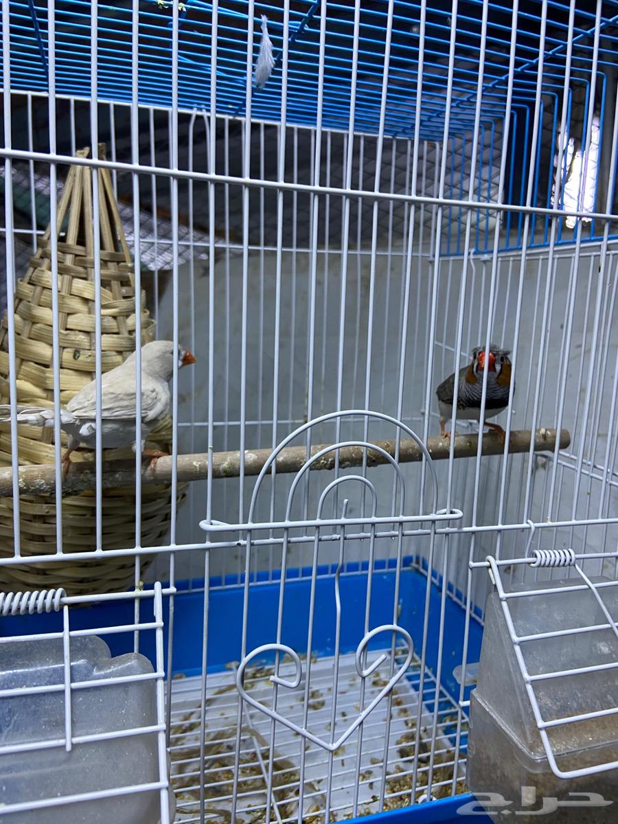 Zebra Finch Crest Pair64231182135298112