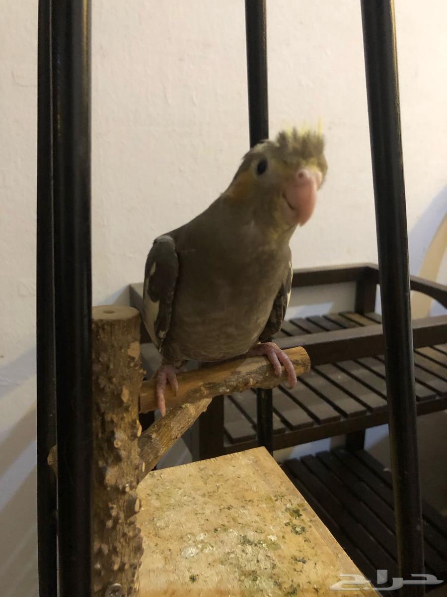 كروانات اليفه وجاهزه للانتاج64231332601603114