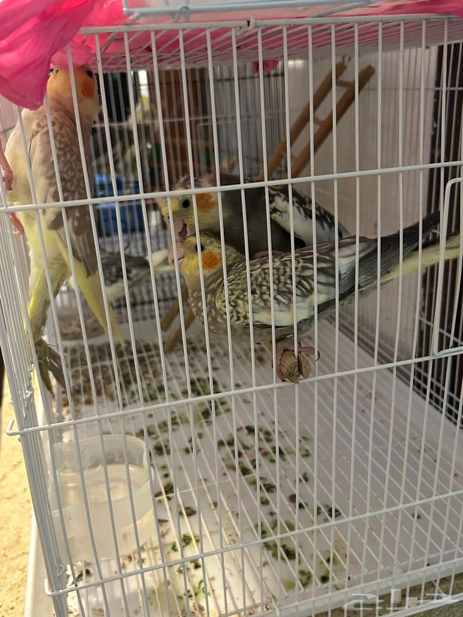 كروانات اليفه وجاهزه للانتاج64231332601603110