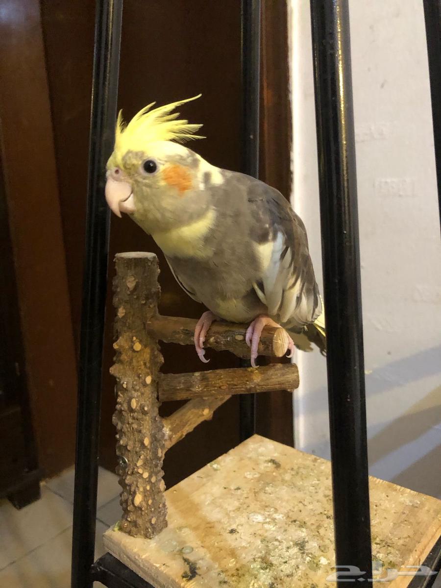 كروانات اليفه وجاهزه للانتاج64231332601603113