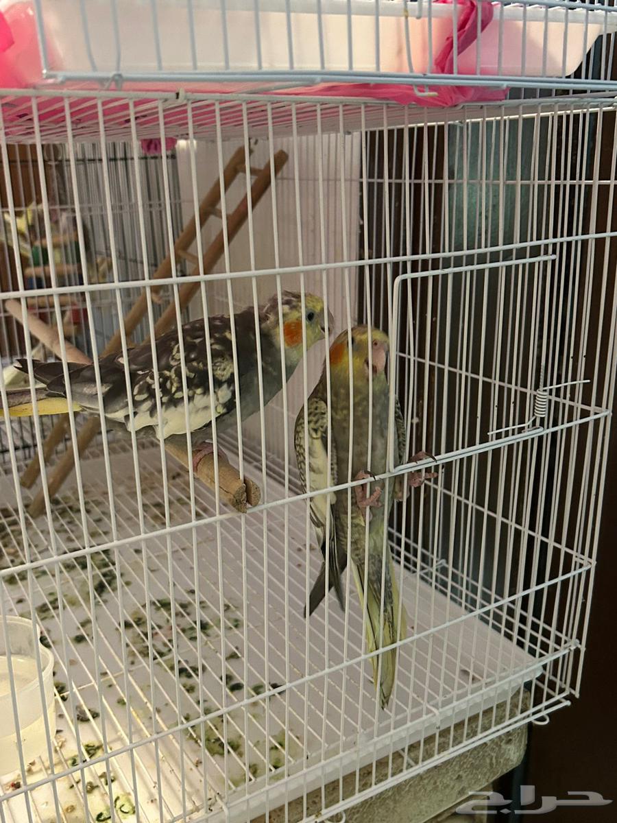 كروانات اليفه وجاهزه للانتاج64231332601603111