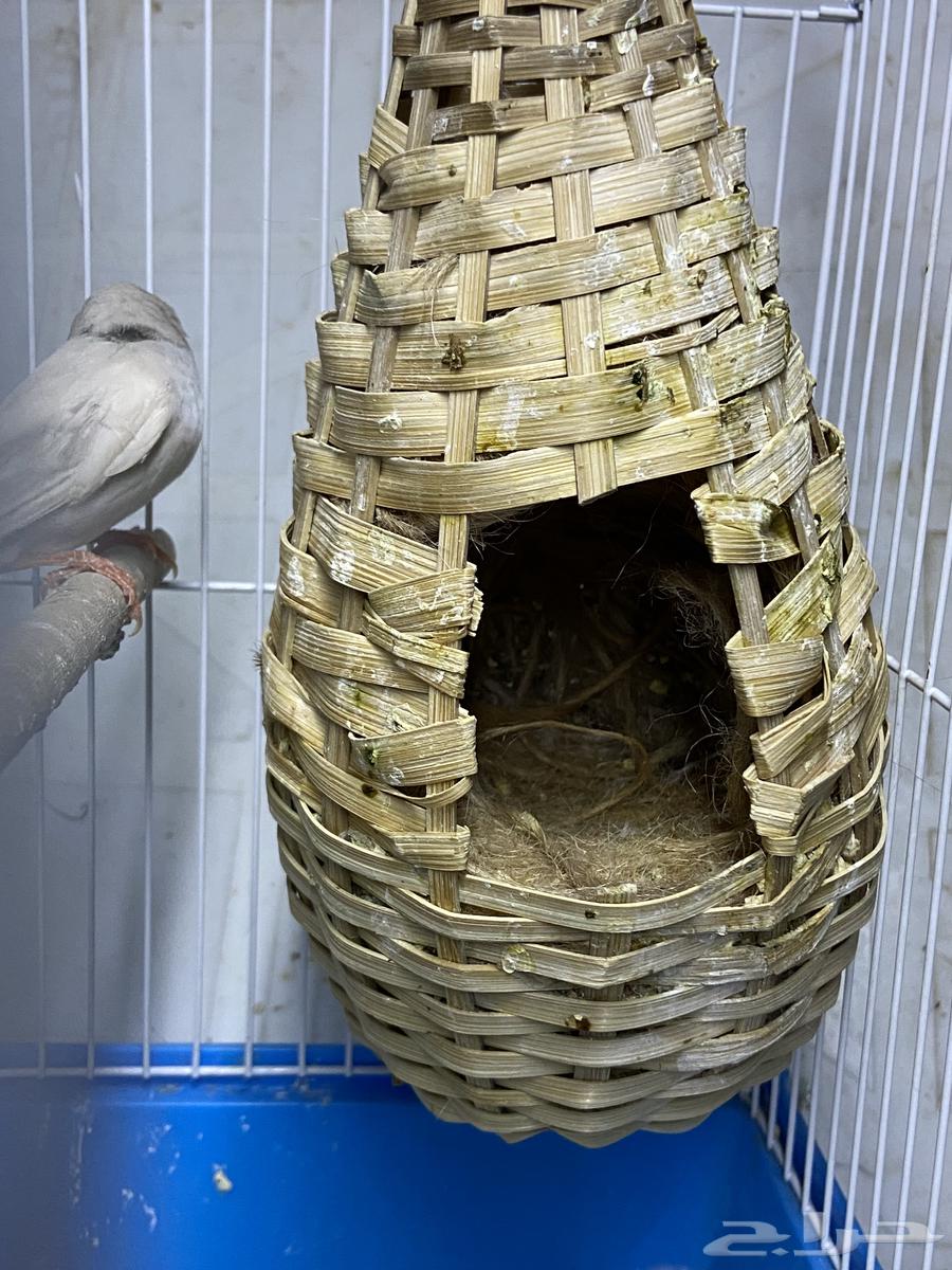 Zebra Finch Crest Pair64231182135298111