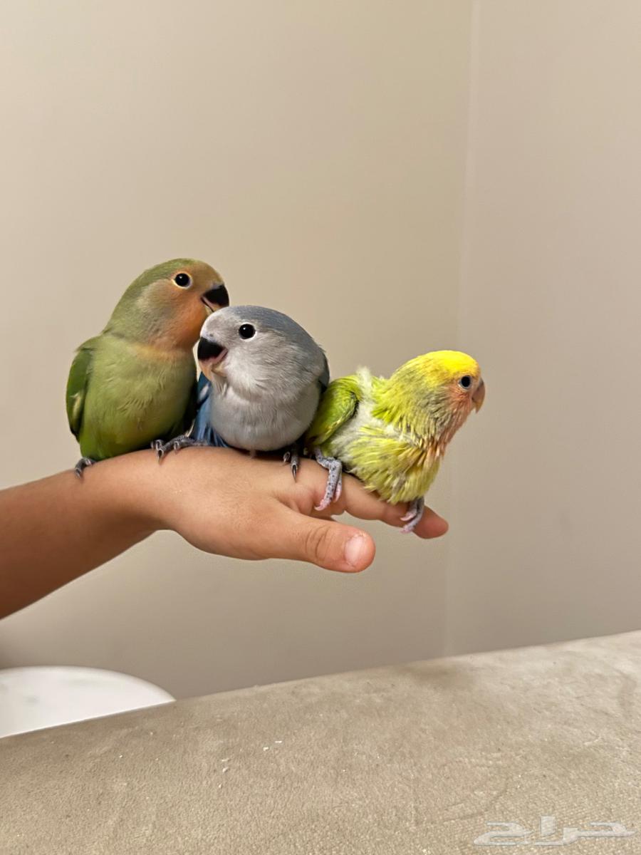 عصافير روز للبيع64233486881921112