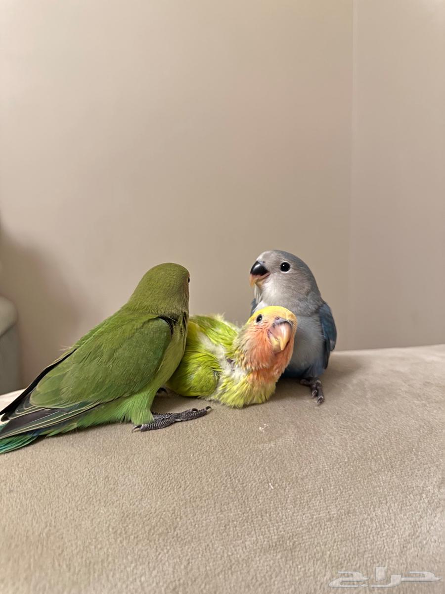 عصافير روز للبيع64233486881921110