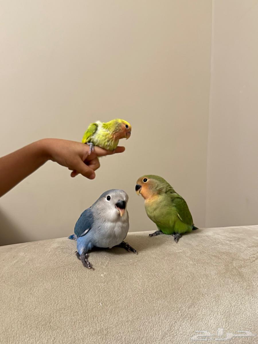 عصافير روز للبيع64233486881921111