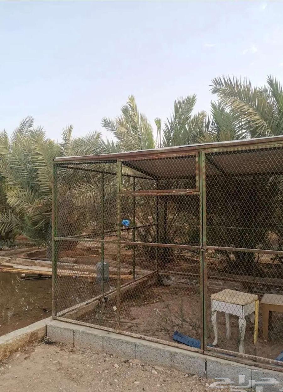 شبك بقلاوة للبيع64212977081986110