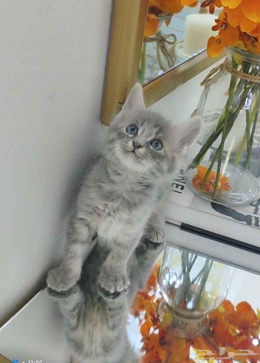 A small cat as a group of cats64233179392003111