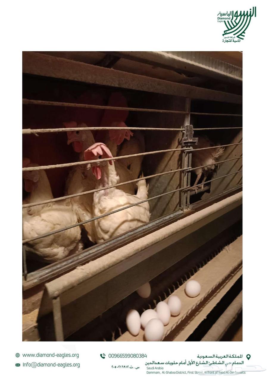 بطاريات دجاج أوروبية مستعملة للبيع ( ألماني )64216823928322114