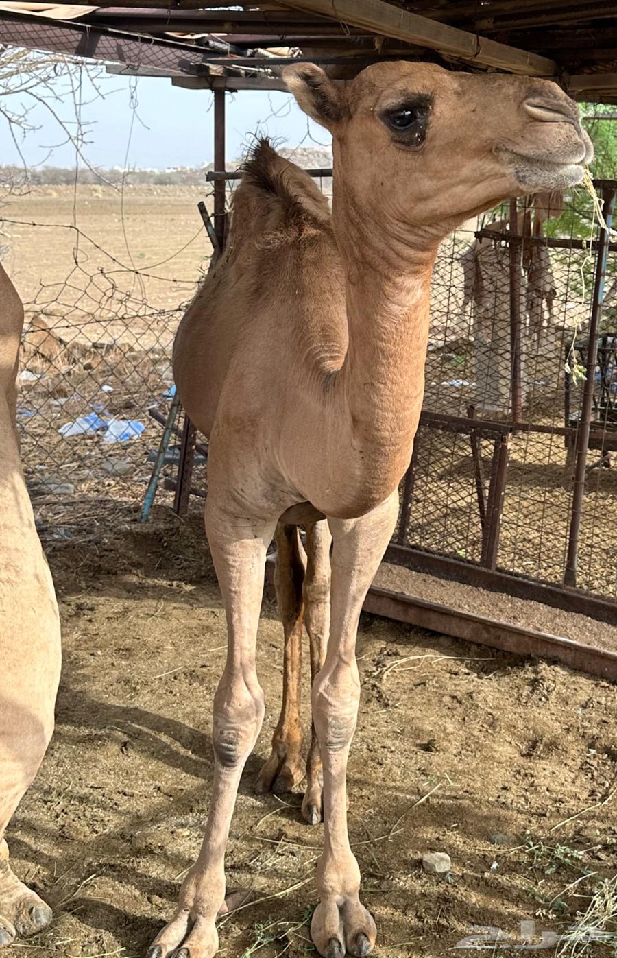 بكرة للبيع64224840412673112