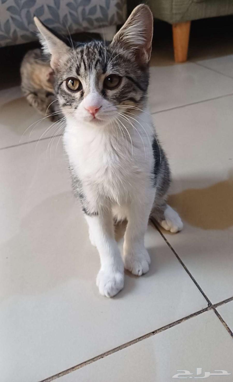 قطين صغار أليفه ولطيفه64210870244611110