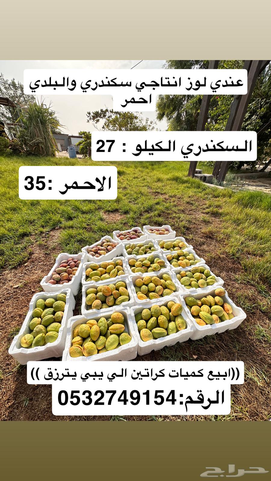 سكندري اصفر وبلدي احمر انتاجي ومن مزرعتي(( ابيع كميات))64210214199043110