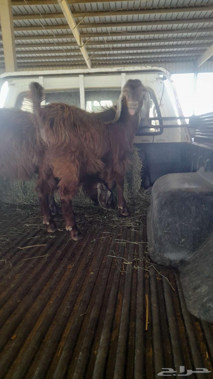 تيوس للبيع64210647339393112