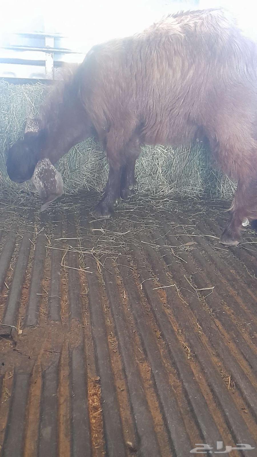 تيوس للبيع64210647339393110