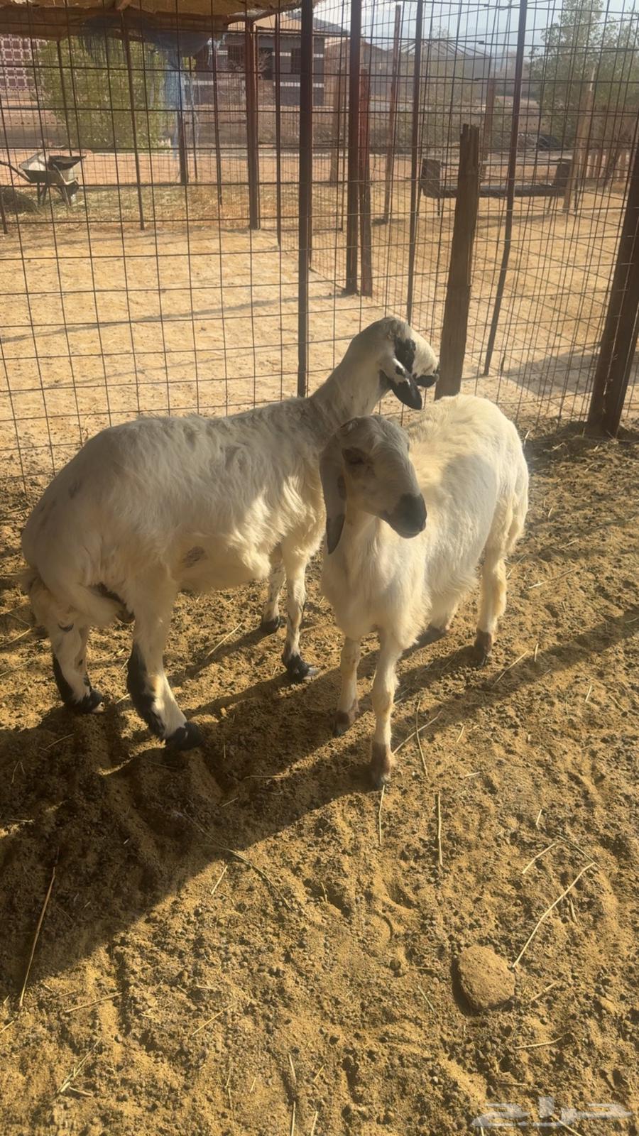 Clean and slaughtered lambs64212544709250110