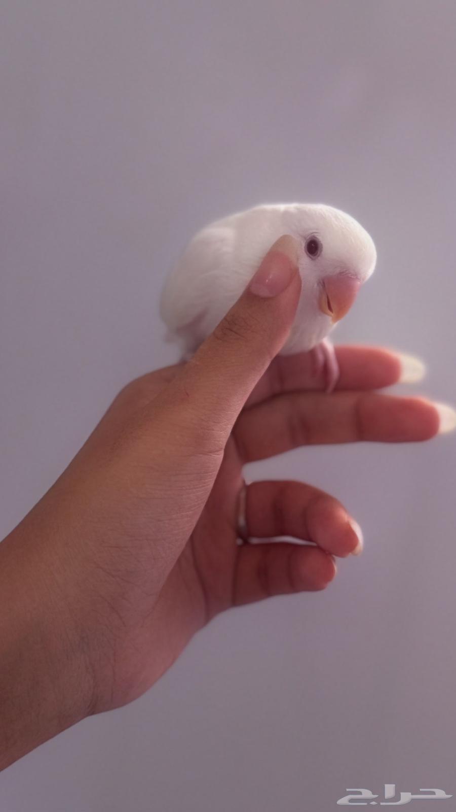 روز عمر شهرين معتمد على نفسه64215859337987111