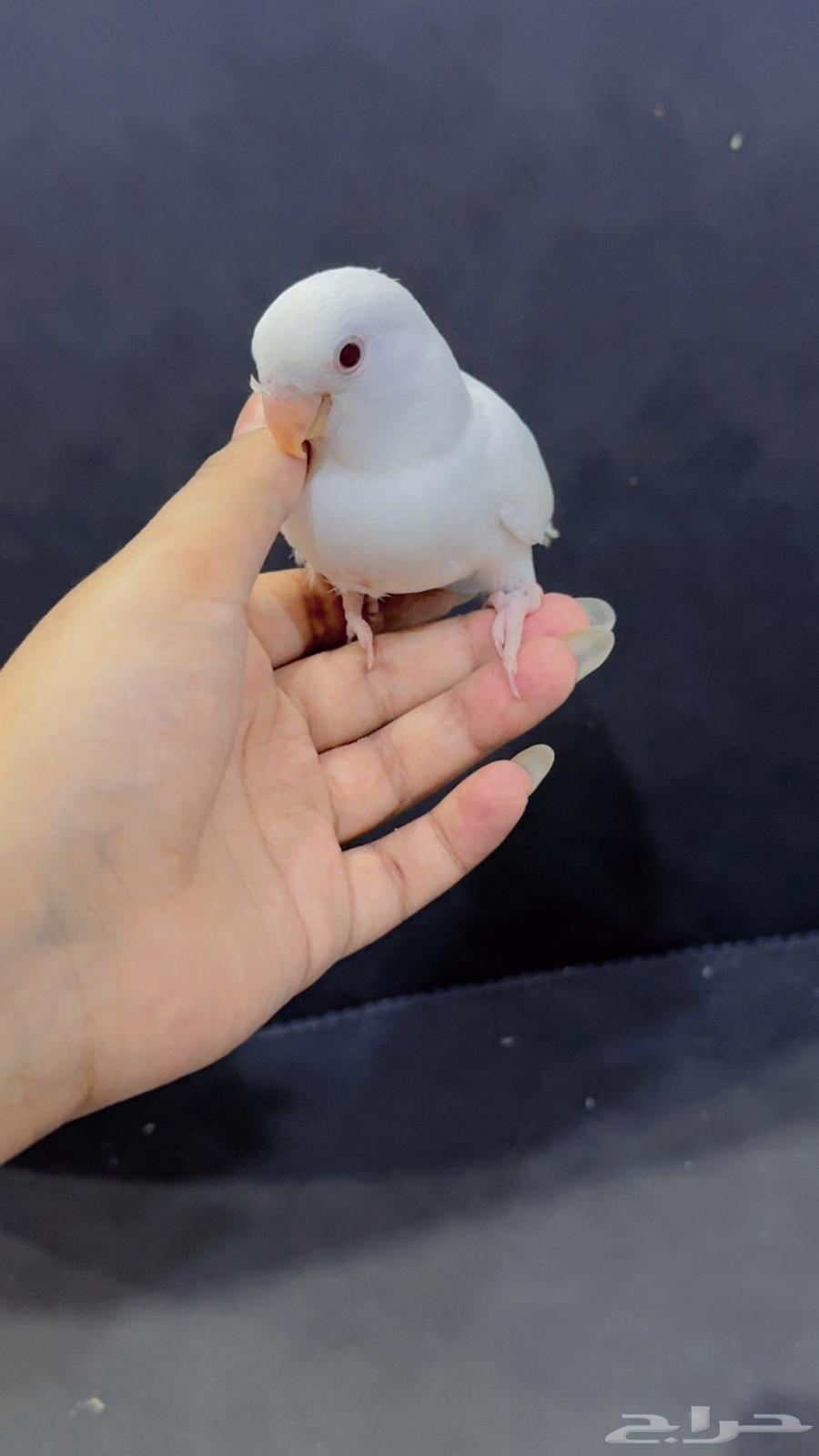 روز عمر شهرين معتمد على نفسه64215859337987114