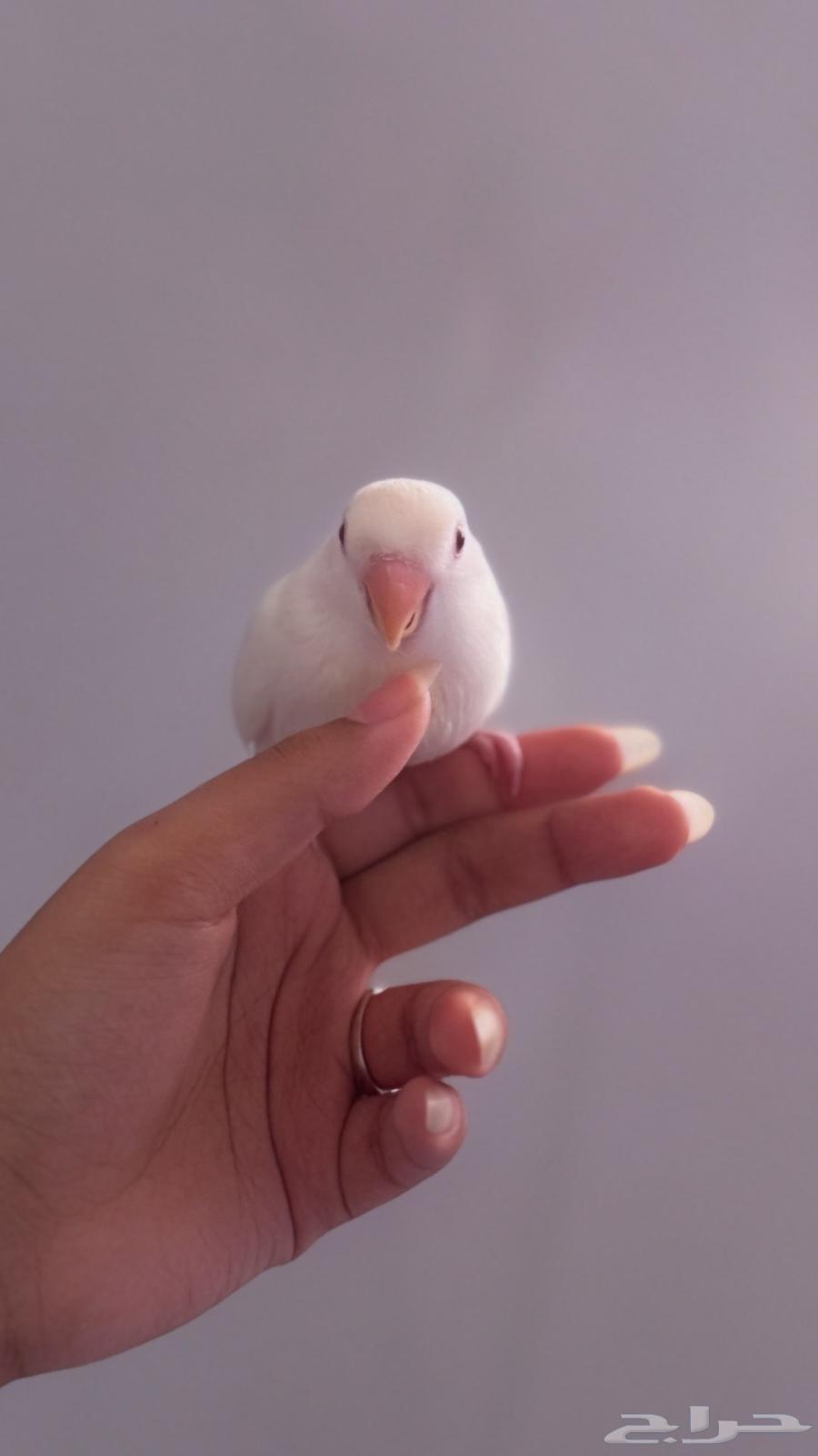 روز عمر شهرين معتمد على نفسه64215859337987110