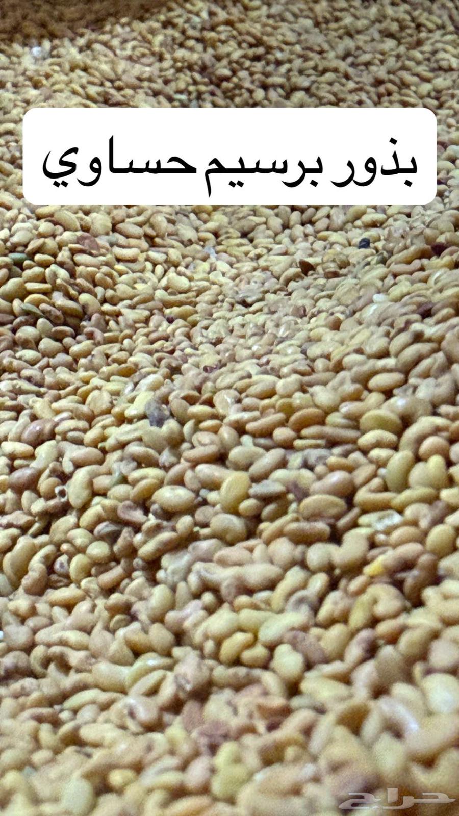 بذور برسيم حساوي64219641419010110