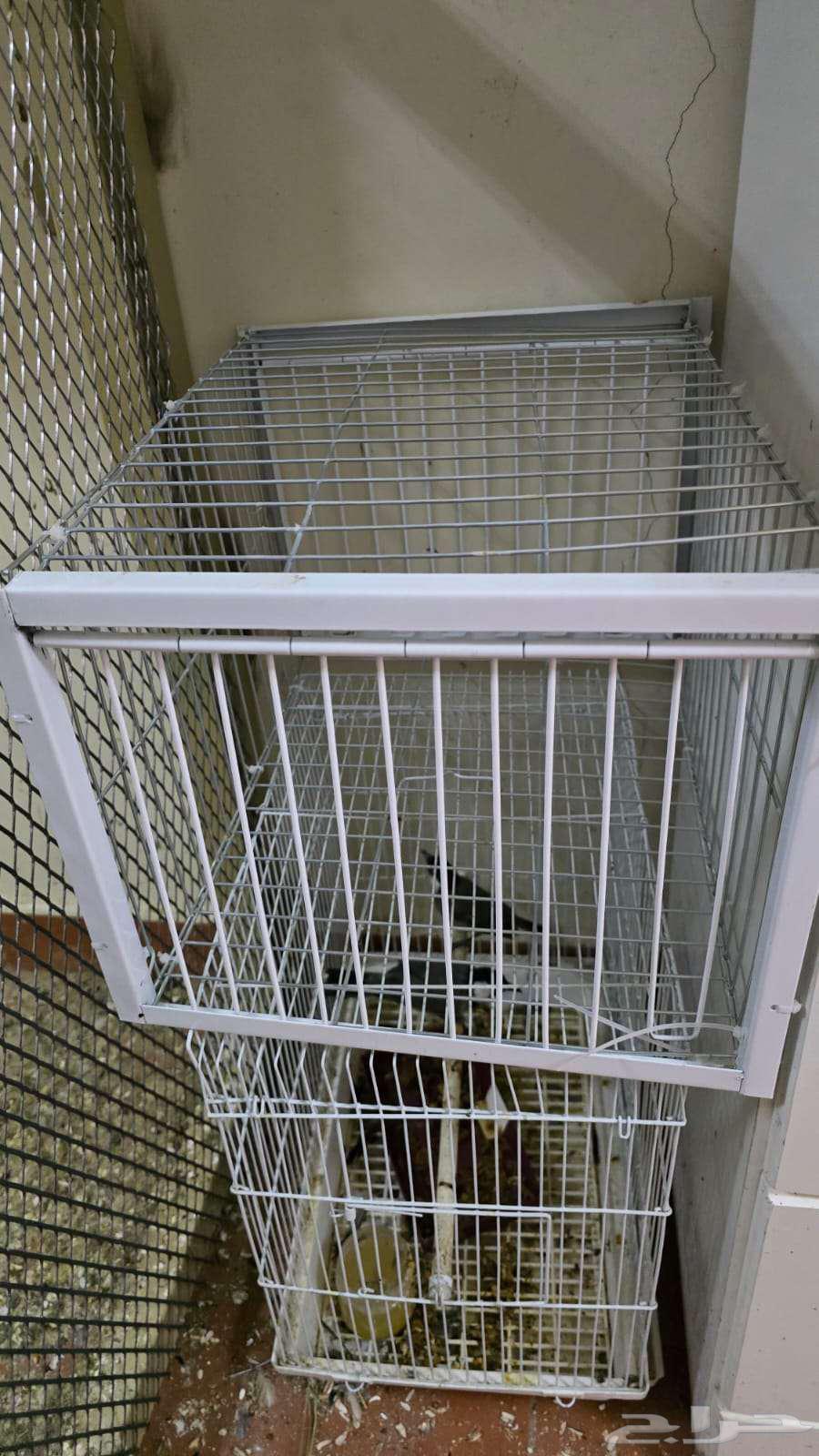 فخ حمامة محمول ذو 4 قنوات أحادي الاتجاه مع تصميم مضاد للهروب64220226884225111