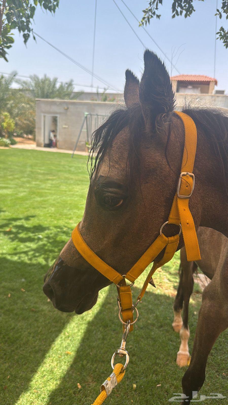 مهر عربي للبيع64222543577347112