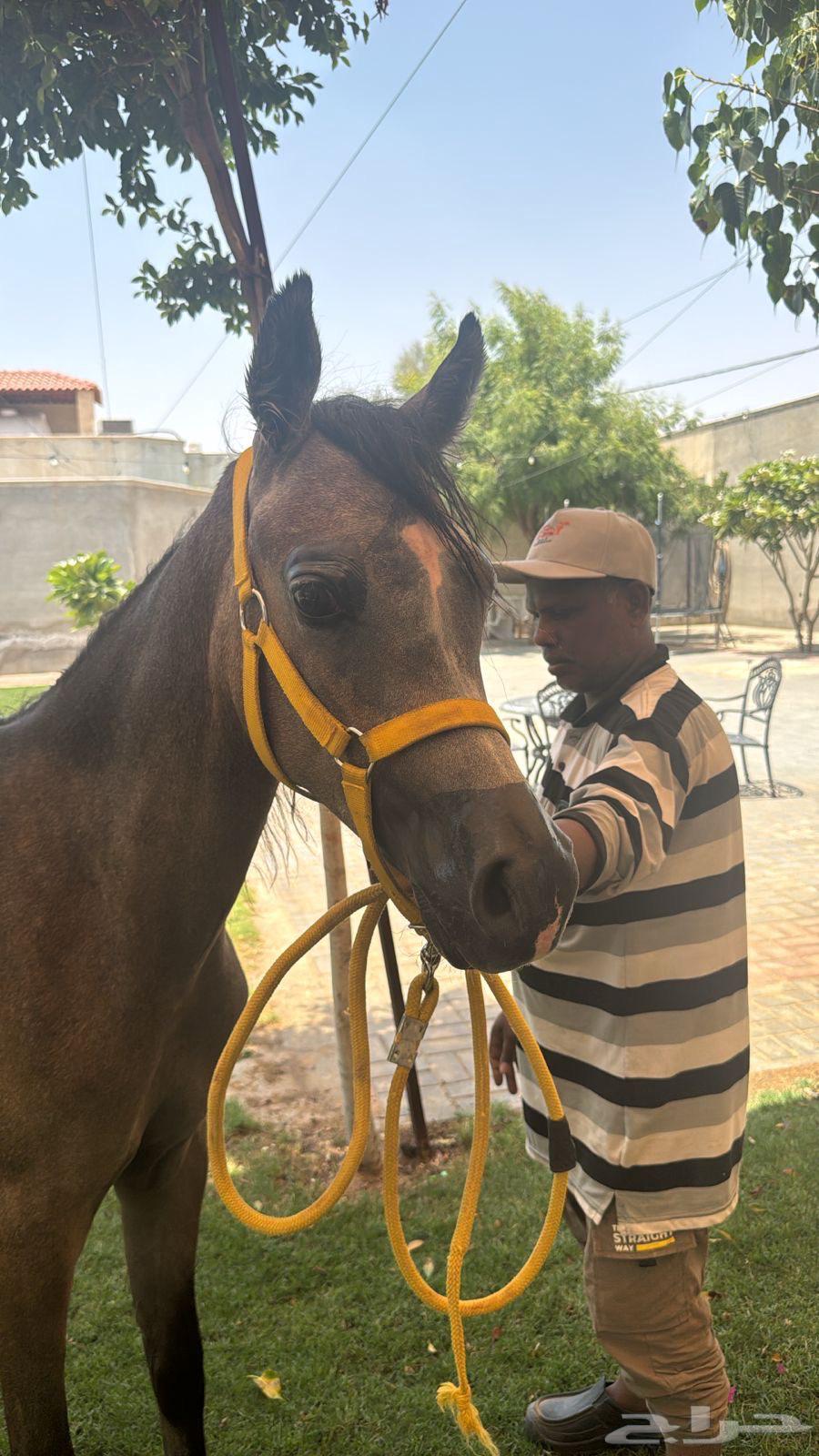 مهر عربي للبيع64222543577347111