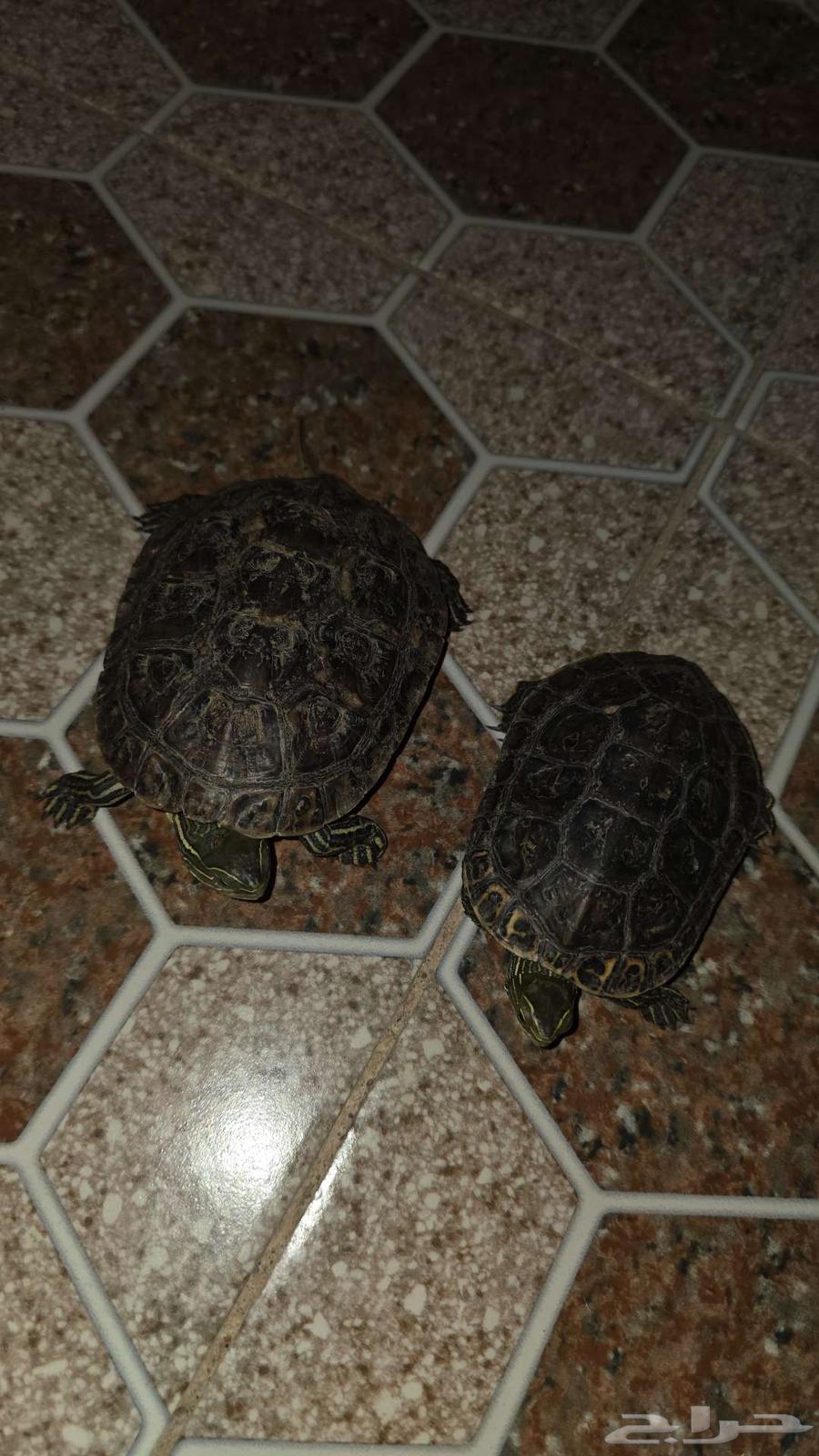 سلاحف صغيىره للبيع64227535593347110