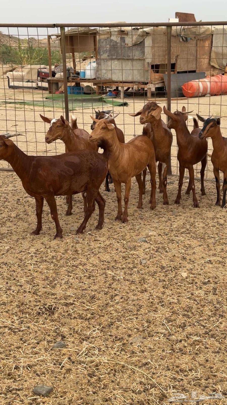 Jafar Dhieaat Dahm Mahaylia64229935303425113