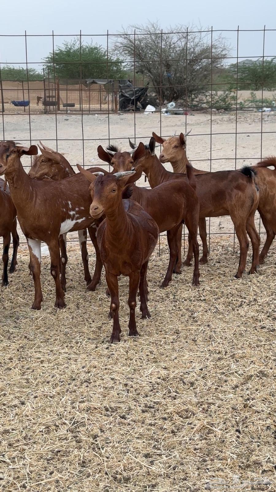 Jafar Dhieaat Dahm Mahaylia64229935303425110