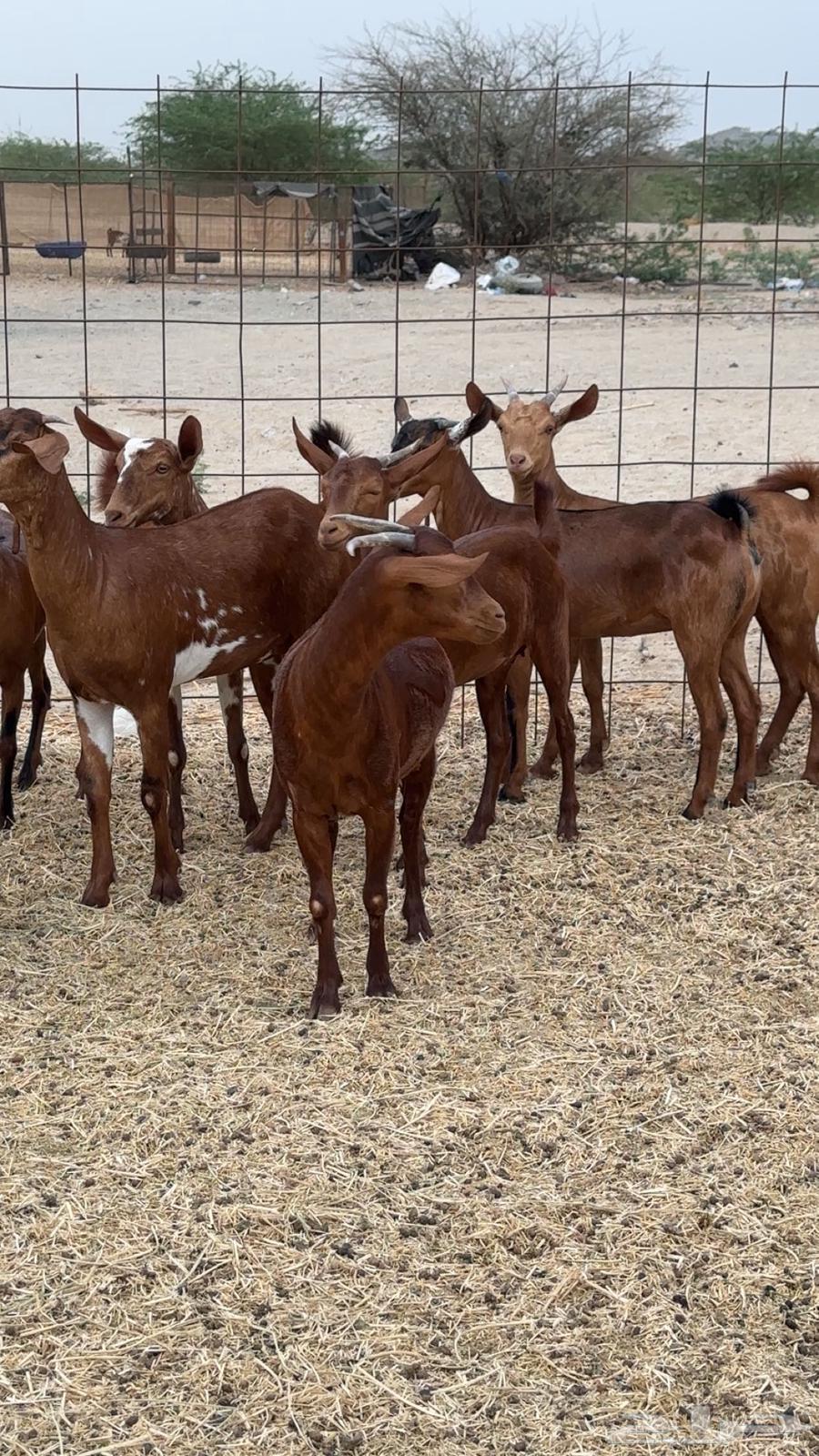 Jafar Dhieaat Dahm Mahaylia64229935303425111