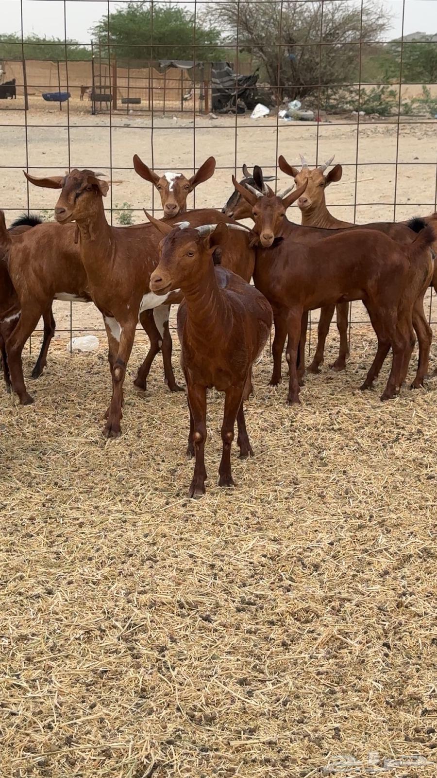 Jafar Dhieaat Dahm Mahaylia64229935303425112