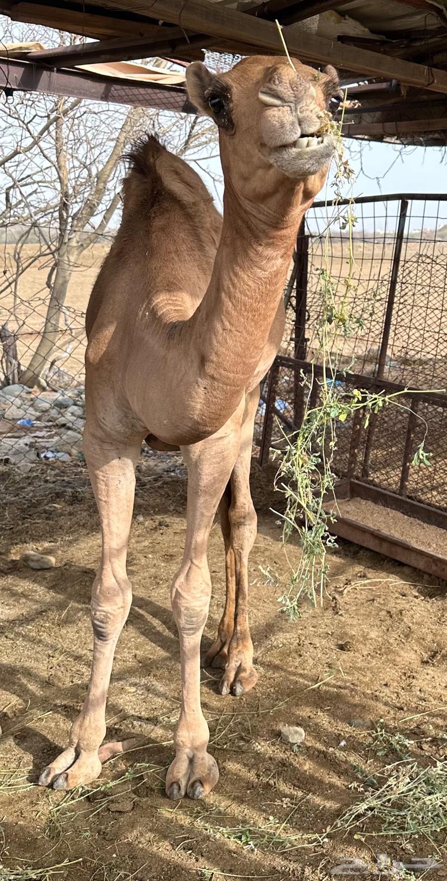 بكرة للبيع64224840412673110