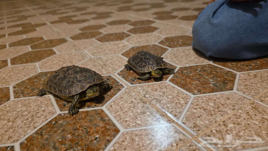 سلاحف صغيىره للبيع64227535593347111