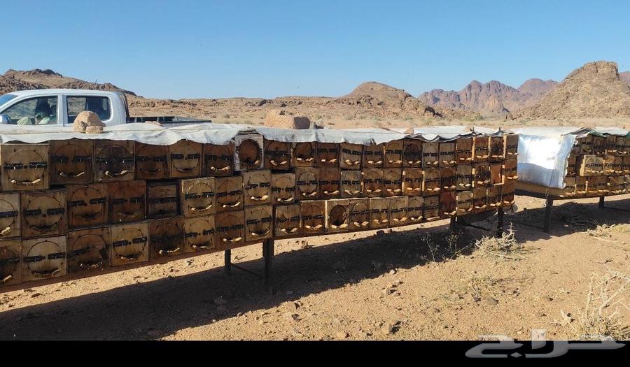 عسل الطيبيين الاصلي64230646426113114